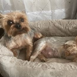 Yorkshire Terriers from Sandy