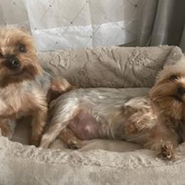 Yorkshire Terriers from Sandy