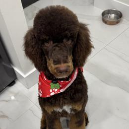 Oris - Poodle