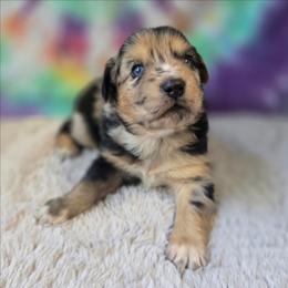 Haggard - Blue merle male Miniature Australian Shepherd puppy in Church Hill, Tennessee from Hippie Dog Haven