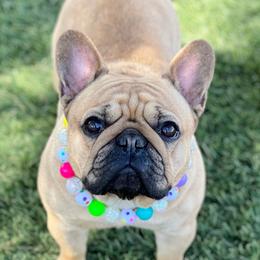 Bonnie - French Bulldog