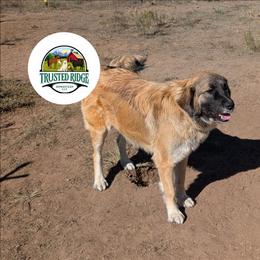 Bacardi - Colorado Mountain Dog