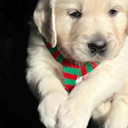 Golden Retriever Puppies from Kansas Prairie Pups
