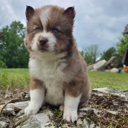 Penny - Brown and white female Siberian Husky puppy in Addison, Michigan from Gray Run Siberian Huskies