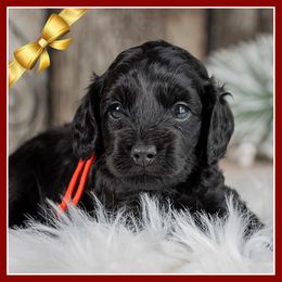 Major - Black male Cockapoo puppy in Connersville, Indiana from Deaz Doodle Ranch