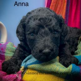 Anna - Silver female Poodle puppy in Greenville, North Carolina from Grace Poodles