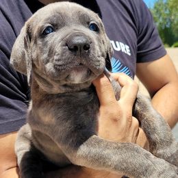 1 - Gray brindle male Cane Corso puppy in Scottsdale, Arizona from Marcus Attilius Cane Corso