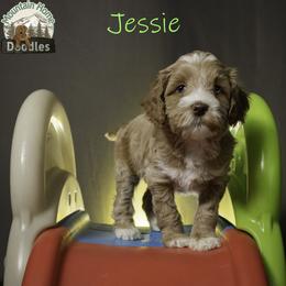 Jessie - Apricot female Australian Labradoodle puppy in Cashmere, Washington from Mountain Home Doodles