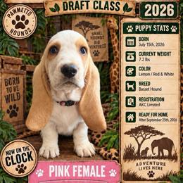 Pink - Lemon and white female Basset Hound puppy in Columbia, South Carolina from Pawmetto Hounds