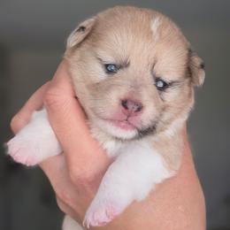 Maria Reynolds - Sable merle and white female American Corgi puppy in Tallahassee, Florida from Koko's Korgis