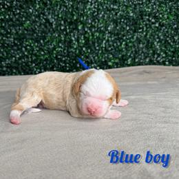 Blue boy - Red male Bernedoodle puppy in Modesto, California from Two Doods Doodles