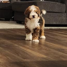 Bernedoodles from Mahlon Stoltzfus