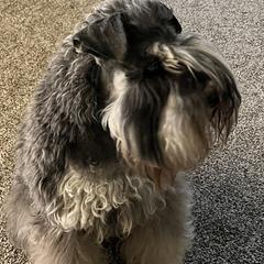 Fury - Miniature Schnauzer
