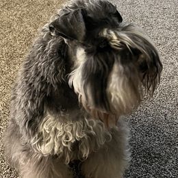 Fury - Miniature Schnauzer