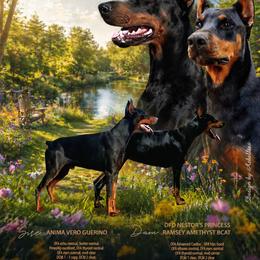 Doberman Pinscher puppies from Davis Family Dobermans