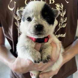 Girl 1 - Blue female Australian Cattle Dog puppy in Irvington, Kentucky from Dry Valley’s Australian Cattle Dogs