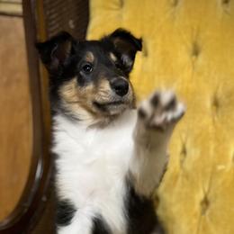 Collie and Yorkshire Terrier Puppies from Jolly Collies & Kingdom Elite Yorkshire Terriers