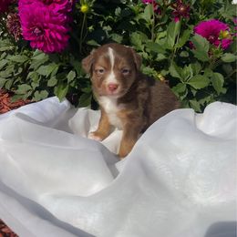 Honey - Red tri female Toy Australian Shepherd puppy in Quincy, Michigan from Ivy Meadows and Friends