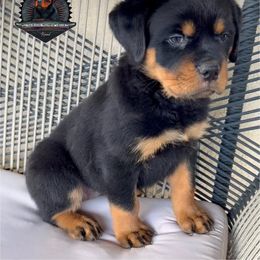 Rottweiler Puppies from Von Der Hing Rottweilers