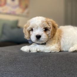 Cavachon, Cavalier King Charles Spaniel, and Cavapoo Puppies from Cavachon Love