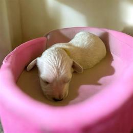 Pearl - Cream female Dachshund puppy in Trenton, Kentucky from Promise Land Puppies