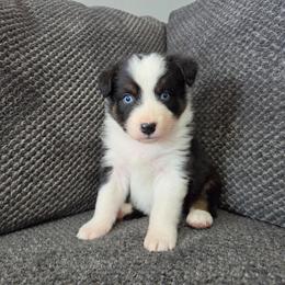 Turbo (Orange) - Black tri-color male Australian Shepherd puppy in Vona, Colorado from Dyna Aussies