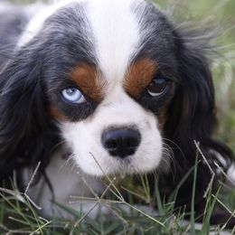 Sassy - Cavalier King Charles Spaniel