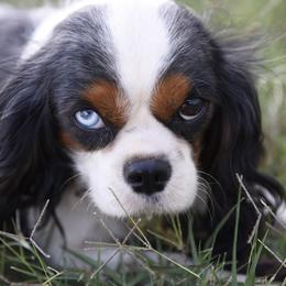 Sassy - Cavalier King Charles Spaniel