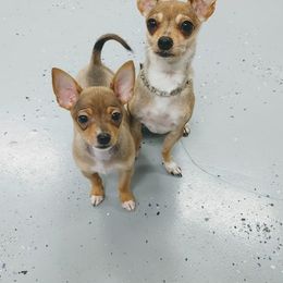Chihuahua Puppies from Dauntless Chihuahuas