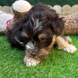 Samson - Liver male Miniature Schnauzer puppy in Hemet, California from Journee Home Mini Schnauzers