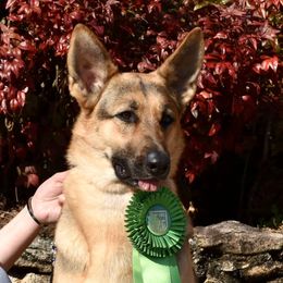 Willow - German Shepherd