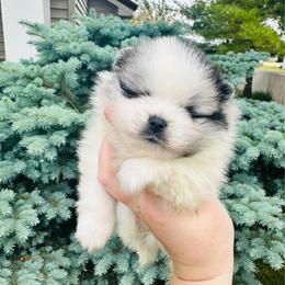 Ares - Blue merle male Pomeranian puppy in Waterloo, Indiana from Garcias Pomeranian