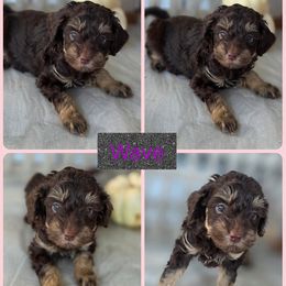 Wave - Phantom female Goldendoodle puppy in Decatur, Tennessee from Diamond's Doodles