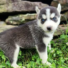 Boy 3 - Black and white male Siberian Husky puppy in Jonesboro, Arkansas from L & A Animal House Siberian Huskies