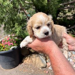 Boy 5 - Buff male Cocker Spaniel puppy in Trinidad, Colorado from Sweet Cockers