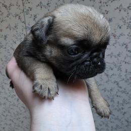 Pug puppies from Von Katzenstein Kennel