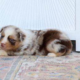 Magma - Red merle male Miniature Australian Shepherd puppy in Prague, Oklahoma from Clay Creek Aussies