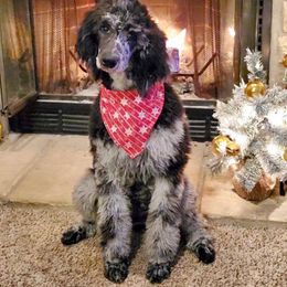 Cavapoo puppies from Halsey Poodles and Doodles