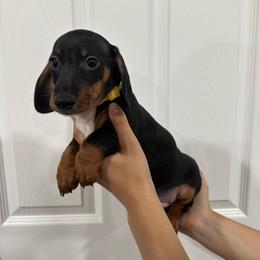 Kai - Black and tan male Dachshund puppy in Modesto, California from Raws Doxies