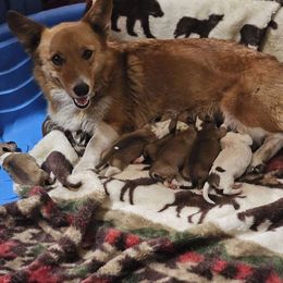 Ivy - Pembroke Welsh Corgi