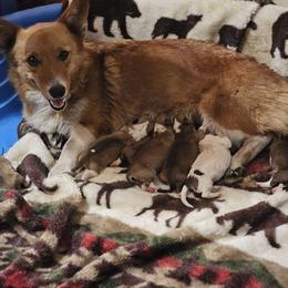 Ivy - Pembroke Welsh Corgi