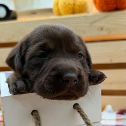 Teal - Chocolate female Labrador Retriever puppy in Heath Springs, South Carolina from Rich Hill Retrievers