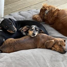 Dachshund Puppies from Witchy Woman’s Wiener’s
