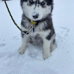 Siberian Husky Puppies from Husky Acres
