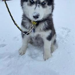 Siberian Husky Puppies from Husky Acres