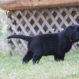 Girl 2 - Black Labrador Retriever puppy in Oregon, Illinois from Molly Ziegler's Labrador Retrievers