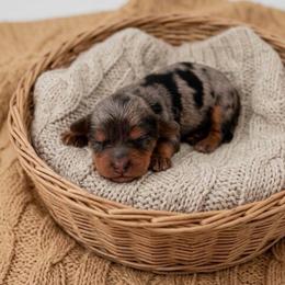Bo Peep - Merle female Cavapoo puppy in Salt Lake City, Utah from SunnySide Mini Doodles