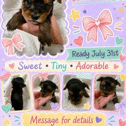 Girl 2 - Black and tan female Yorkshire Terrier puppy in Georgia from Taylor Kennels