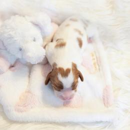 Cavalier King Charles Spaniel Puppies from CURTIS CAVALIERS
