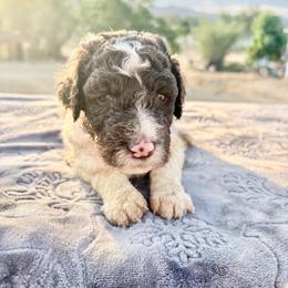 Cedar (vSteveLeslie) - Parti male Poodle puppy in Meadowbrook, California from Standard Poodle Pups